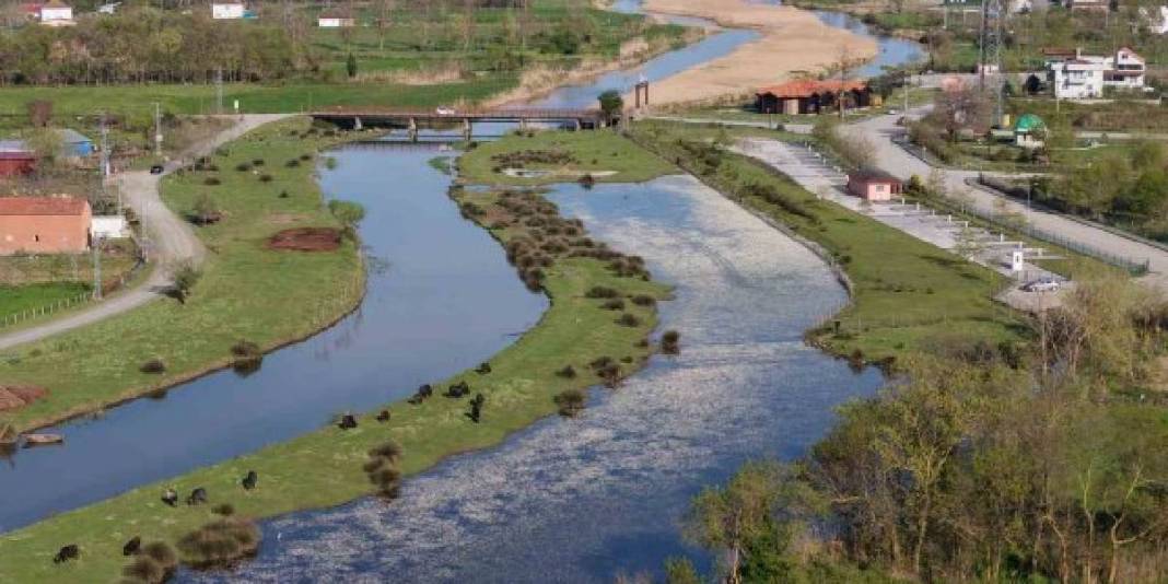 Baharın güzelliğine şahit olmak isteyenler buraya gidiyor: Su papatyaları, mandalar ve doğa… 5